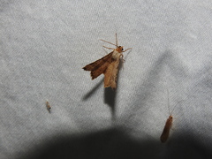 Macaria multilineata