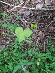 Trillium ovatum