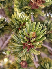 Pinus balfouriana