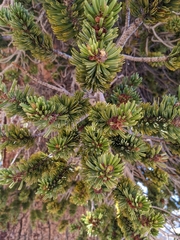 Pinus balfouriana