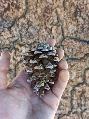 Pinus balfouriana