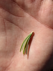 Pinus balfouriana