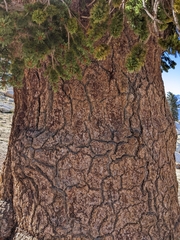 Pinus balfouriana