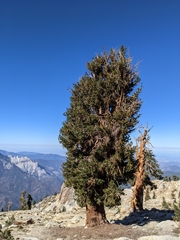 Pinus balfouriana