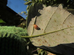 Phyllactinia guttata