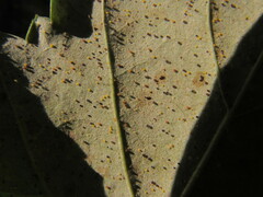 Phyllactinia guttata