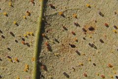 Phyllactinia guttata