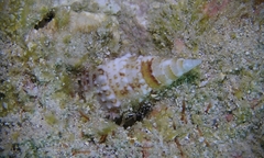 Rhinoclavis sinensis