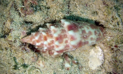 Mitra stictica observed 2022-04-02