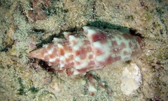 Mitra stictica
