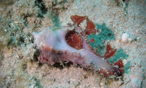 Homalocantha pele observed 2022-04-02