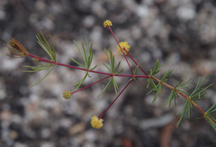 Acacia longipedunculata
