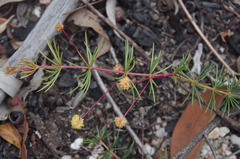 Acacia longipedunculata