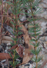 Acacia longipedunculata