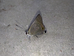 Deudorix epijarbas menesicles