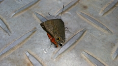 Deudorix epijarbas menesicles