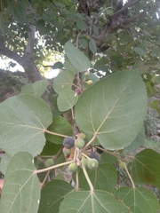 Ficus palmata virgata