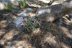 Penstemon azureus
