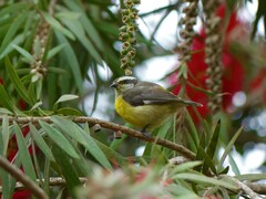 Coereba flaveola pacifica