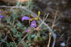 Penstemon azureus