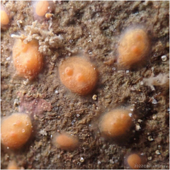 Metandrocarpa taylori