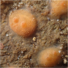 Metandrocarpa taylori