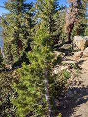 Pinus balfouriana