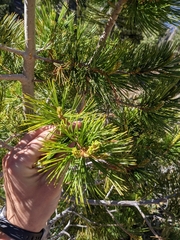 Pinus balfouriana