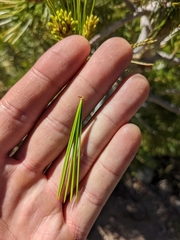 Pinus balfouriana