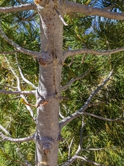 Pinus balfouriana