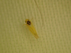 Erythridula pfrimmeri