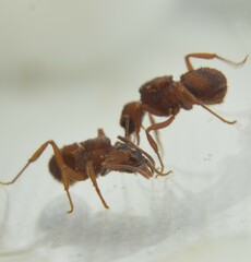 Trachymyrmex