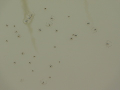 Microvelia longipes