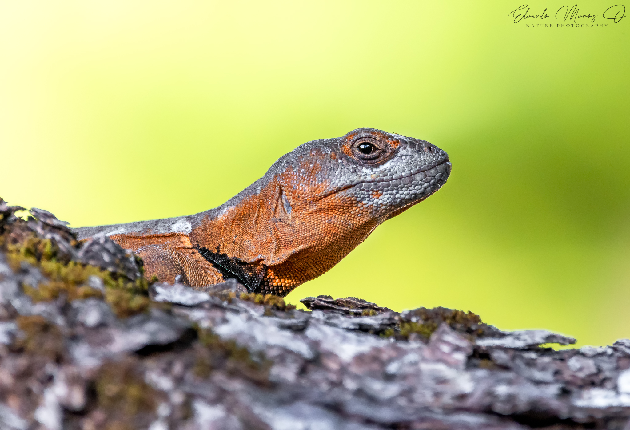 Pristidactylus torquatus (Philippi, 1861)