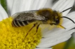 Colletes