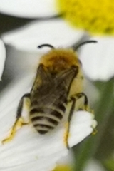 Colletes