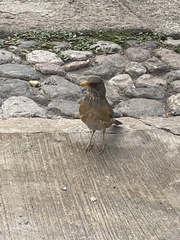Turdus rufopalliatus