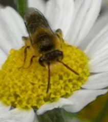 Colletes