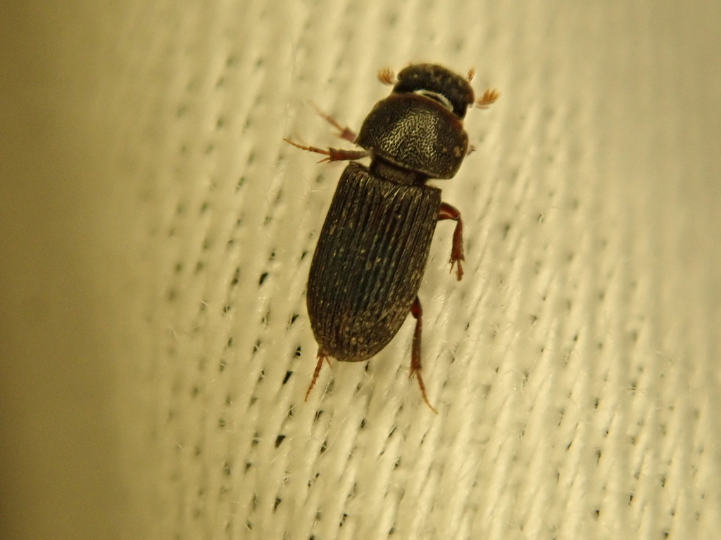 Slender Small Dung Beetle
