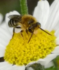Colletes