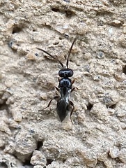 Ceraphronoidea