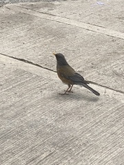 Turdus rufopalliatus