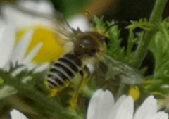 Colletes