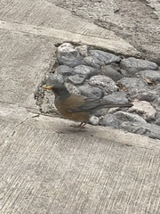 Turdus rufopalliatus