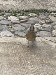 Turdus rufopalliatus