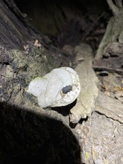 Bolitotherus cornutus