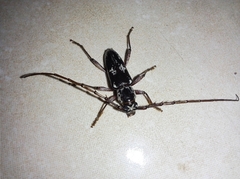 Enaphalodes coronatus