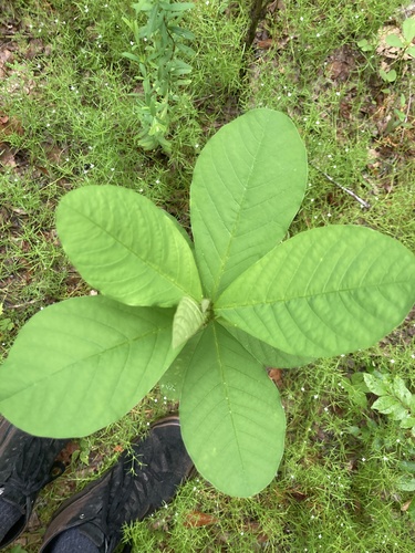 Crotalaria spectabilis