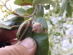 Heteroecus pacificus