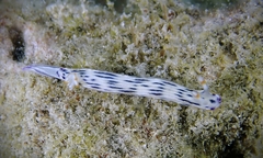 Hypselodoris bertschi